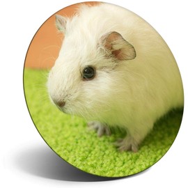Destination Vinyl ltd Magnet for Refrigerator, Fridge - Cute White Guinea Pig Pet for Office, Cabinet and Whiteboard, Magnetic Stickers, 44816