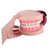 Gatuida Realistic Tooth Teaching Model for Educational Dentist Model for