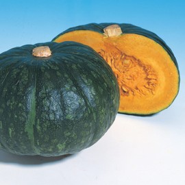Squash Seeds - Japanese, Winter - Hokkori 133 - Hybrid - 1 Oz ~144 Seeds - Non-GMO, F1 Hybrid - Asian Garden Vegetable