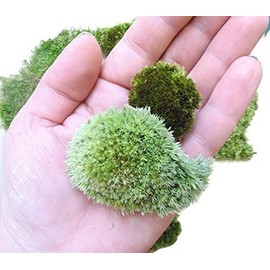 Tin Roof Treasure Live Terrarium Moss Assortment