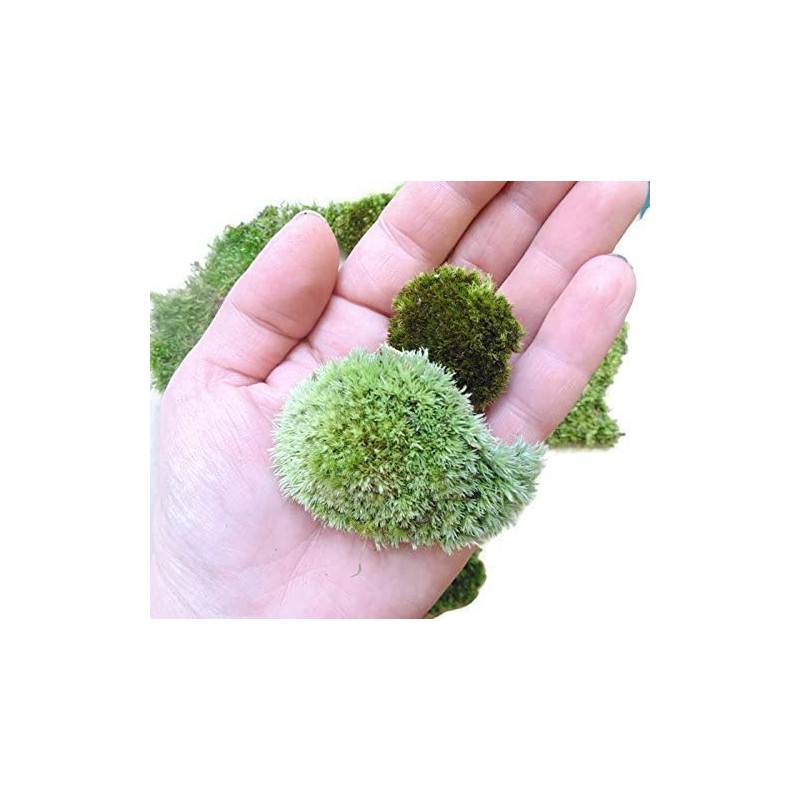 Tin Roof Treasure Live Terrarium Moss Assortment