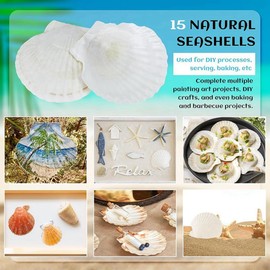Giilayky 15 PCS Natural Sea Shell Large White, 4-4.7 Inch Scallop Shells for DIY Craft, Serving Food, Baking and More 10-11cm