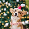 Elegant little tail Dog Collar, Christmas Pet Collar Adjustable Collar