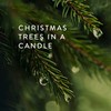 Frasier Fir Candle, 3-wick