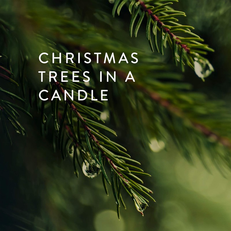 Frasier Fir Candle, 3-wick