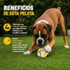 Juguete para Perro FIFA Hyper Wacky Bounce – Resistente, Interactivo,