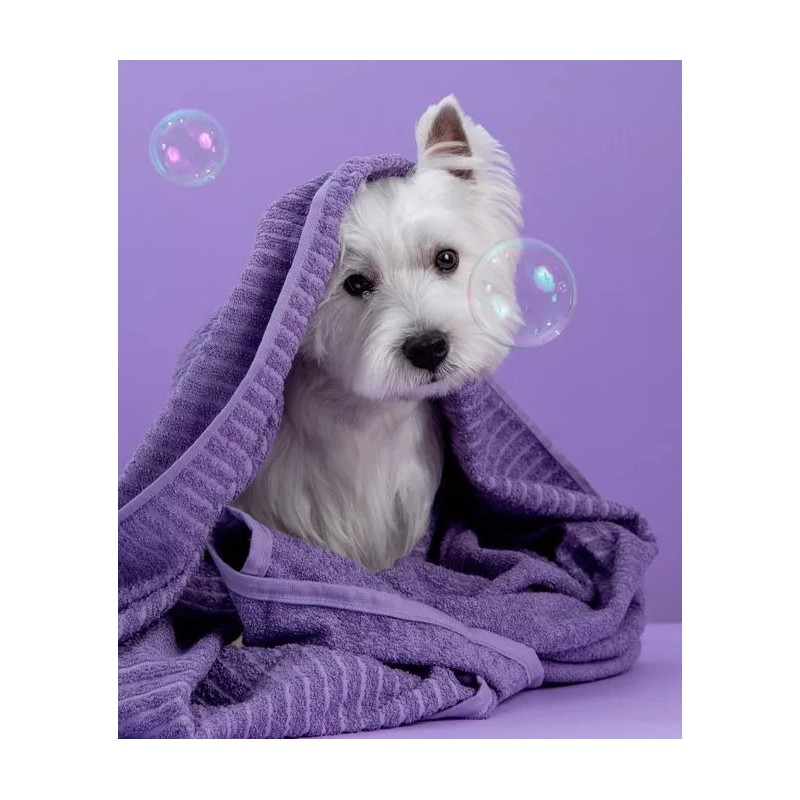 Vetriderm 2packvetriderm Jabón Derma+premio Perro Anchovetas80gr Bleiz