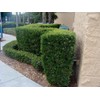 Podocarpus Japanese Yew | 20 Live Plants | Podocarpus Macrophyllus