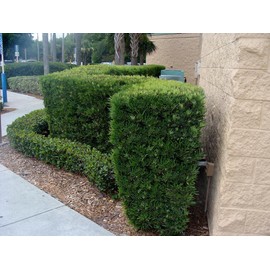 Podocarpus Japanese Yew | 20 Live Plants | Podocarpus Macrophyllus | Evergreen Shrub, Low Maintenance, Drought Tolerant, Privacy Screen Landscaping, Fast Growing, Ornamental Foliage