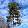 Loblolly Pine Tree Plants | 10 Live Seedlings | Pinus