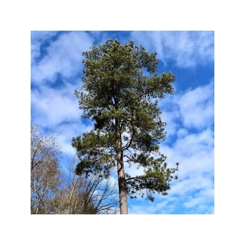 Loblolly Pine Tree Plants | 10 Live Seedlings | Pinus