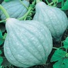 Blue Hubbard Winter Squash Garden Seeds - 4 Oz -