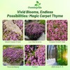 Outsidepride Magic Carpet Creeping Thyme Seeds - 500 Pcs. Perennial,
