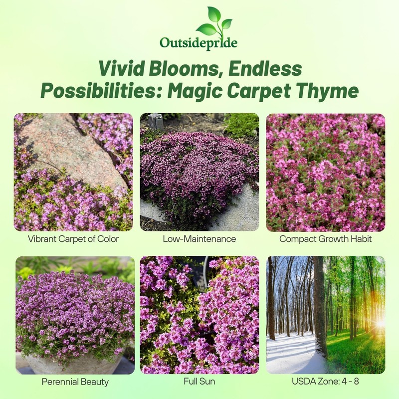 Outsidepride Magic Carpet Creeping Thyme Seeds - 500 Pcs. Perennial,