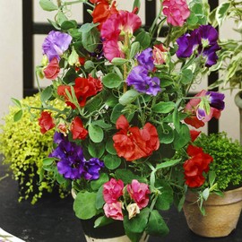 Outsidepride Annual Sweet Peas Plant Flower Seed Vine Mix - 500 Seeds