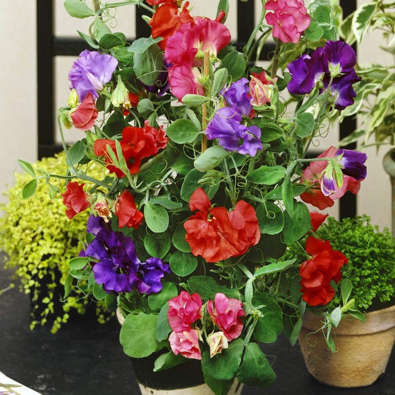 Outsidepride Annual Sweet Peas Plant Flower Seed Vine Mix -