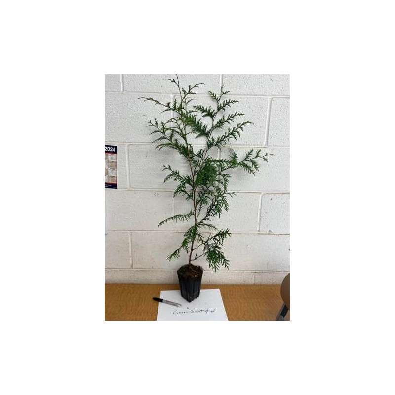 Arborvitae Green Giant 12-18" Tall Live Plant in 4" Pot