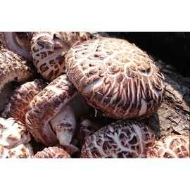 Kumamoto Prefecture Haraki Shiitake Mushroom Slice, No Pesticides, 2.5 oz (70 g), Rich in Vitamins B and D, Intestinal Immunity, Storage Convenient Zipper Included