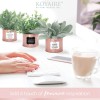 KOYAIRE Motivational Desk Plant Set of 3 - Rose Gold