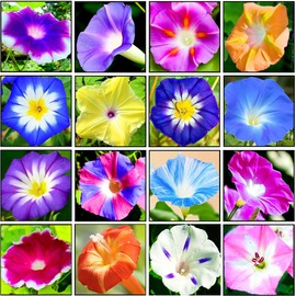 100+ Mixed Morning Glory Seeds Colorful Climbing Vine for Trellises, Arbors Indoor & Outdoor Gardens Heirloom, Non-GMO