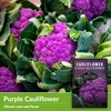1 Pack Di Sicilia Violetto Purple Cauliflower Seeds for Planting