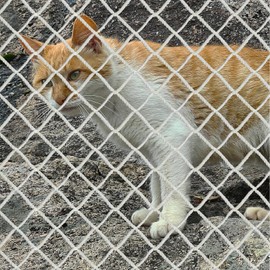 WEISGJA Cat Balcony Net, Large Cat Netting Pet Anti-Fall Safety Netting White Nylon Dogs Cats Climbing Net Pet Mesh Fence for Balcony, Stair, Window, Outdoors (10x3.3ft)