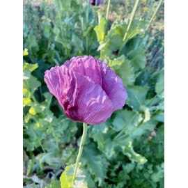 Hungarian Breadseed Poppy (Papaver somniferum) Seeds (~250): Certified Organic, Non-GMO, Heirloom, Open Pollinated Seeds from The United States