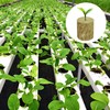Nuyoah Rock Wool Cultivation Cubes Hydroponics Rockwool Cube Rockwool Cube