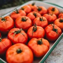 Marglobe Tomato - 50 Seeds - Popular Canning Tomato, Heirloom Tomato Variety, Non-GMO, Heirloom Canning Tomato Seeds for Planting in The Home Garden, Thresh Seed Company