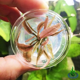 Greenpro (Cryptocoryne Pink Flamingo Mini) Live Aquarium Plants in Tissue Culture Cup Anubias, Cryptocoryne, Bucephalandra, Piptospatha Ridleyi and More 100% Pest Snail and Algae Free