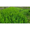 Danbi Farm domestically grown organic Bareun Haru sprout barley powder