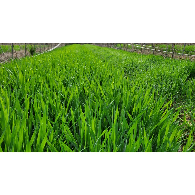 Danbi Farm domestically grown organic Bareun Haru sprout barley powder