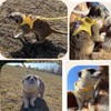 Refoiner Cat Harness for Cats, Ferret, Harness, Rabbit, Harness, Towing