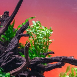 SubstrateSource Live Aquarium Stem Plants - Freshwater Aquatic Plant for Fish Tanks, Aquascaping - (Bacopa Monnieri Moneywort, 1 Bunch)