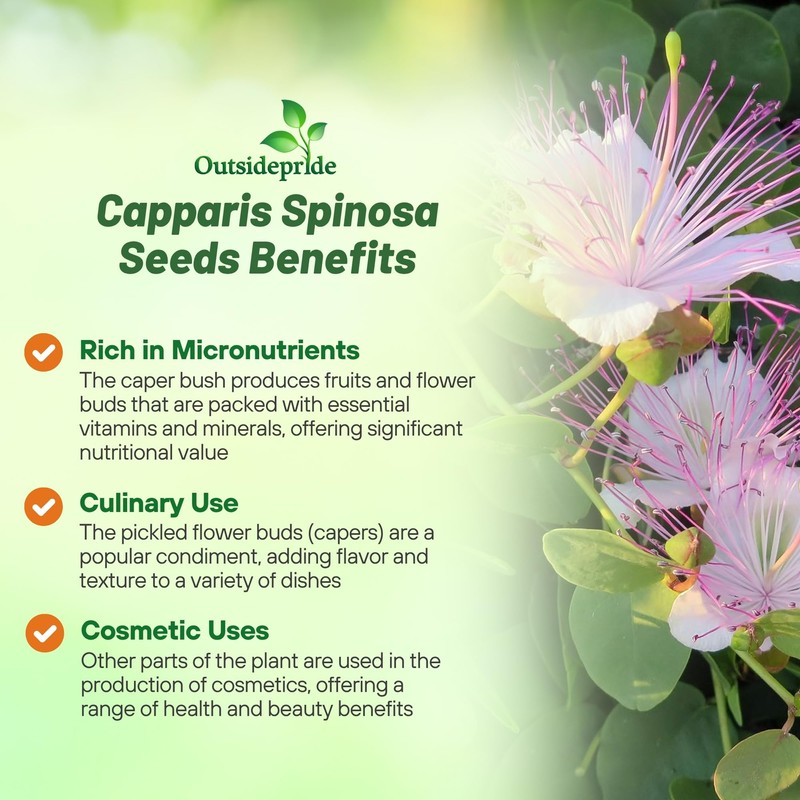 Outsidepride Caper Bush Seeds - 100 Pcs. Perennial, Low Maintenance,