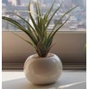 Cute Round Photocatalyst Houseplant