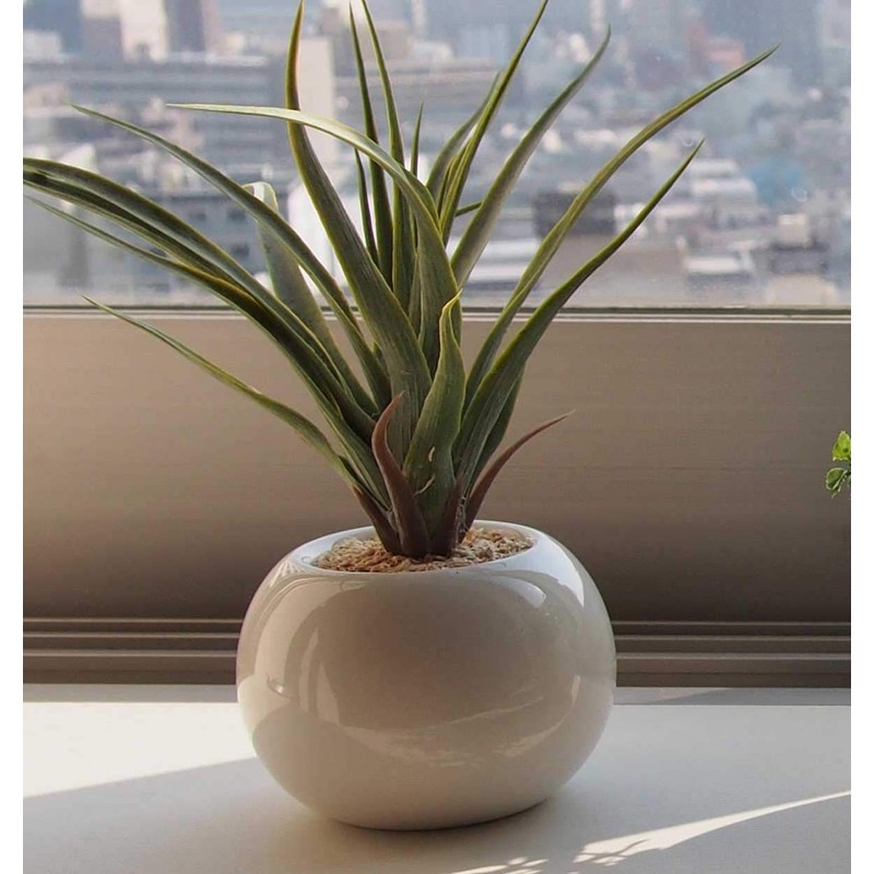 Cute Round Photocatalyst Houseplant