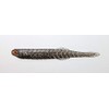 Issei Katchi Worm Yabakune 4.5#06 Baby Shiner (Fry) (NS)