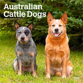 Australian Cattle Dogs | 2026 12 x 24 Inch (Hanging) Monthly Square Wall Calendar | Plastic-Free | BrownTrout | Animals Dog Breeds