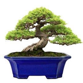 MUZHI Blue Bonsai Plant Pot 10” with Drip Saucer, Classic Glazed Ceramic Planter Container for Tree, Cactus, Succulent