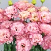Eden Brothers Lisianthus Seeds - Celeb Madonna