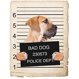 Boerboel Dog Mugshot Bad Dog Car Bumper Magnet, Magnetic for Refrigerator, Decorative Fridge, Office, Whiteboard, Kitchen, Locker Waterproof Decor, Family & Friends, 4x7 in