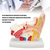 Human Ear Anatomical Model Clear Structure Simulation Inner Ear Model