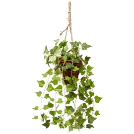 Hanging Series Plant