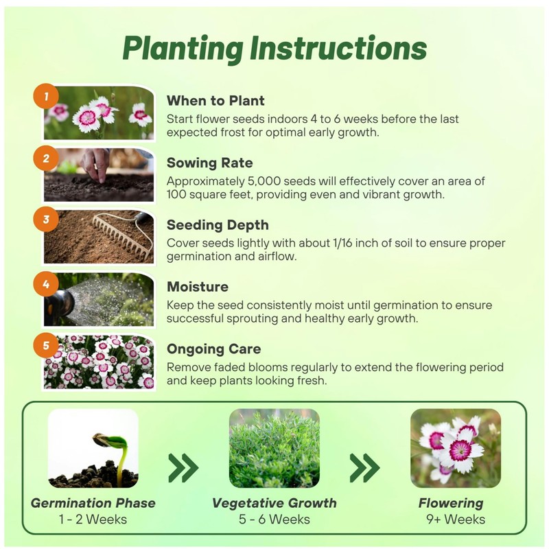 Outsidepride Maiden Pink White Dianthus Seeds for Planting - 5000