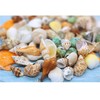 Natural Hermit Crab Shells, Hermit Crab Supply, Large Small and