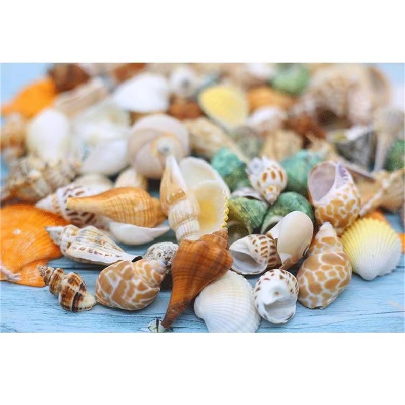 Natural Hermit Crab Shells, Hermit Crab Supply, Large Small and