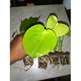 5 Pack Monstera Delicious 'Swiss Cheese Plant' Live Plants Easy to Grow Edible Fruits Tropical Indoor or Outdoor