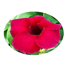 Brazilian Wine Mini Red Allamanda Vine Live Tropical Plant Unusual Dark Burgundy Color Starter Size 4 Inch Pot Emerald Tm