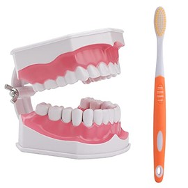Modelo de dientes 2 veces con cepillo para polvo de dientes, modelo de dientes grandes dentales para niños, modelo de enseñanza dental, modelo de dientes con dientes inferiores extraíbles para estudiantes